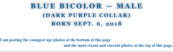 Blue BiColor — male
(Dark Purple Collar)
Born Sept. 6, 2018

I am posting the youngest age photos at the bottom of this page 
and the most recent and current photos at the top of this page.
￼